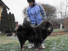 Подрощенный щенок Тибетского мастифа объявление продам
