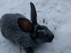 Продаются кролики полтавское серебро 2,3 мес объявление продам