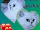 Британский котенок (серебристая шиншилла) объявление продам