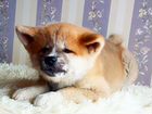 Прекрасный щенок акиты Фудзей объявление продам
