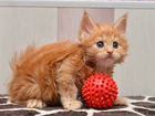 Мейн-Кун шикарные котята - мини рыси объявление продам