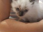Балинезийский котенок объявление продам