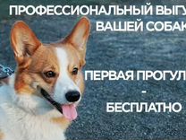 Объявление о выгуле собак образец