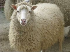 Баран, овца