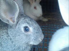 Кролики белый и серый великан продам