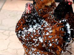 Орпингтон фарфоровый цыплята
