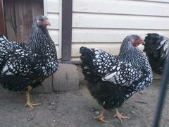 Яйцо Виандота и цыплята