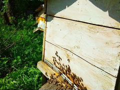 Продам семьи пчёл с ульями и рамами