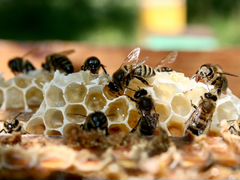 Пчелосемья медовики.На высадку