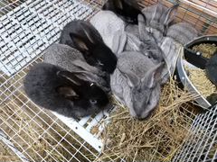 Кролики 1-1,5 мес