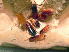 Кормовые насекомые:туркменский,мраморный таракан