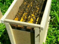 Пчелопакеты -Пчелосемьи