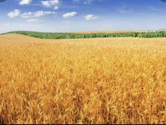 Пшеница, ячмень