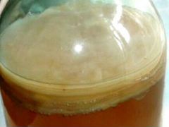 Индийский Морской Рис, Чайный гриб