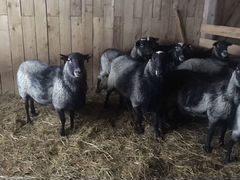 Овцы и Бараны Романовской породы
