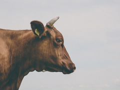 Продажа коров и телят