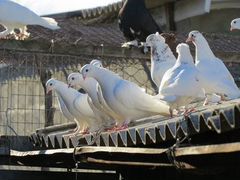 Бакинские голуби,павлины,иранцы