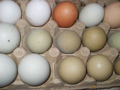 Куры несушки с цветным яйцом