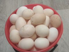 Яйца домашние из Березовки
