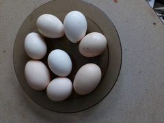 Яйца и птицы (бентамки, куры)