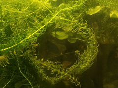 Аквариумные водоросли