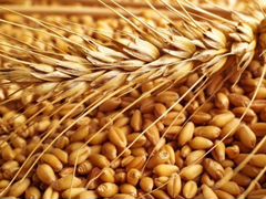 Пшеница урожая 2019г