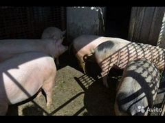 Продаю свиней живым весом и забойным