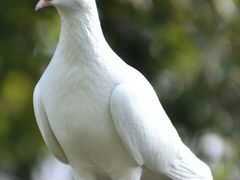 Продам голубей белых