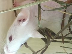 Мышь кормовая