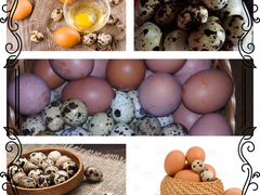 Продам Инкубационное Яйцо и цыплят