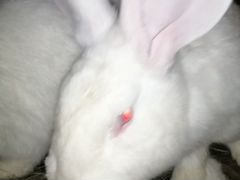 Кролики флендеры