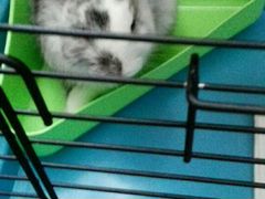 Кролик декоративный цвет белый с серыми пятнами