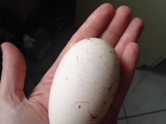 Яйца гусиные для инкубации