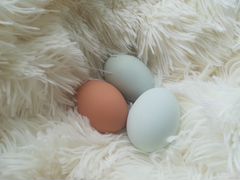 Яйцо инкубационное Амераукана