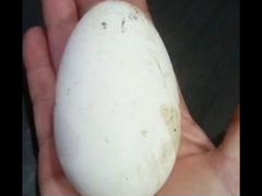 Гусиные яйца для инкубации