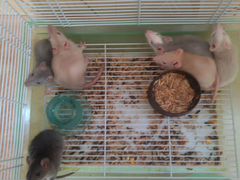 Крысы декоративные Дамбо