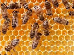 Пчелосемьи в г. Комсомольск-на-Амуре