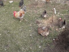 Цыплята петухи и куры