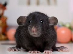 Крысята редкого окраса