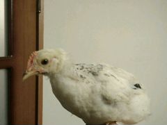Цыплята "Серебристые" 2.5 месяца