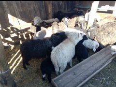 Продаётся овцы с ягнятами