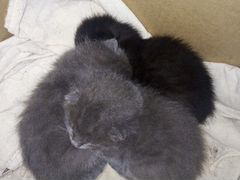 Котята (2 серых и 1 чёрный)