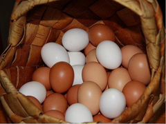 Куриное домашнее яйцо