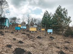 Пчёлы, пчелиные ульи, пчелопакеты