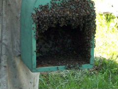 Пчелиные семьи Улья Пчелы