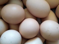 Яйца брама