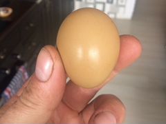 Яйцо фазан охотничий