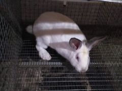 Кролик породы Хиколь