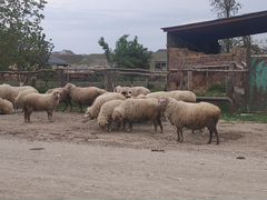 Бараны (овцы с ягнятами)