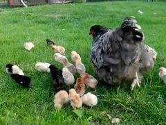 Цыплята домашные